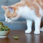 Can CBD Oil Help with Your Cat’s Liver Disease?