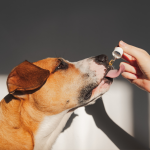 Is CBD Oil Right for Your Dog? Exploring the Potential Benefits