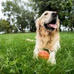 Your Ultimate Guide to Dog Travel Adventures