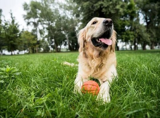 Your Ultimate Guide to Dog Travel Adventures