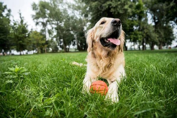 Your Ultimate Guide to Dog Travel Adventures